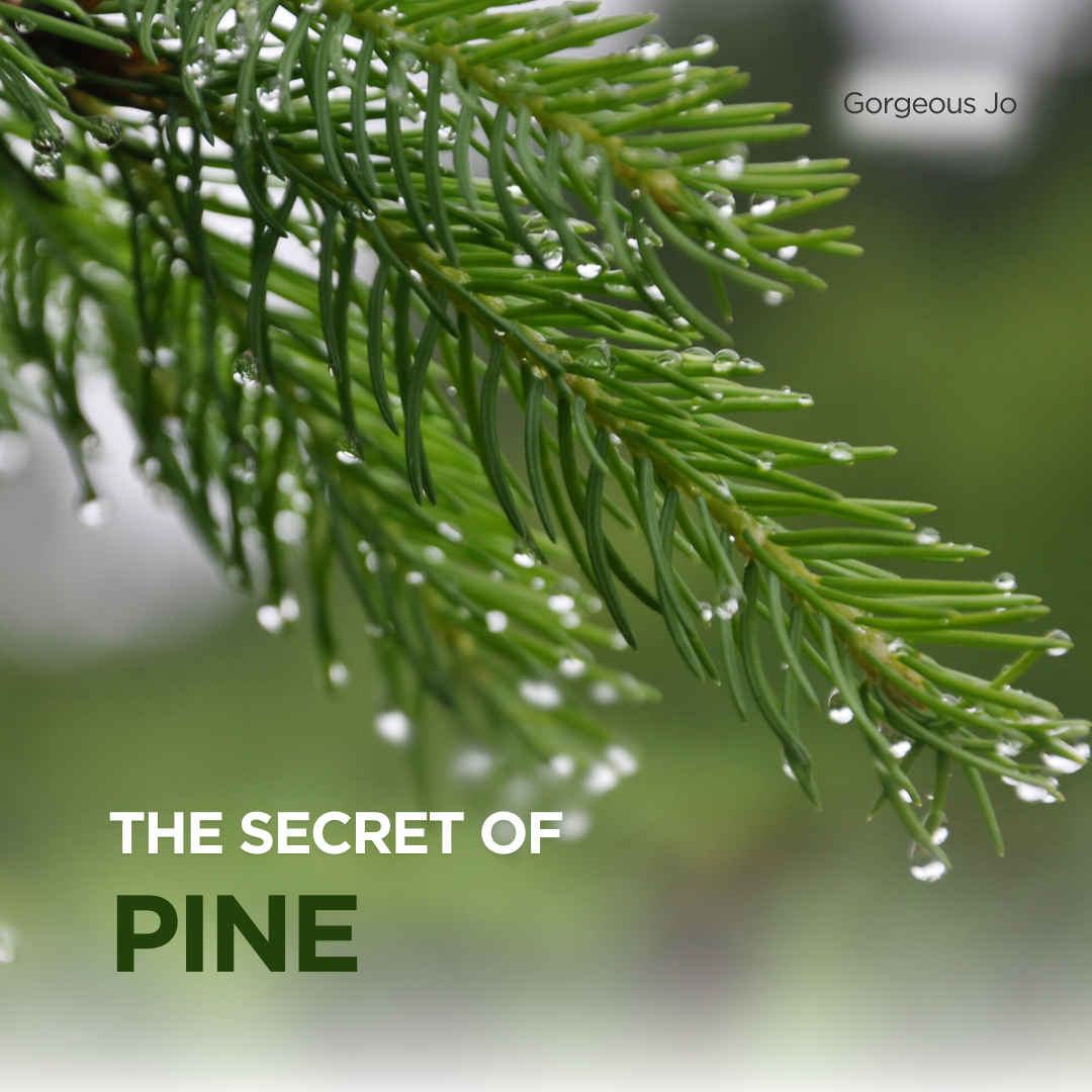 The Secret of Pine - GJ Group Sdn Bhd