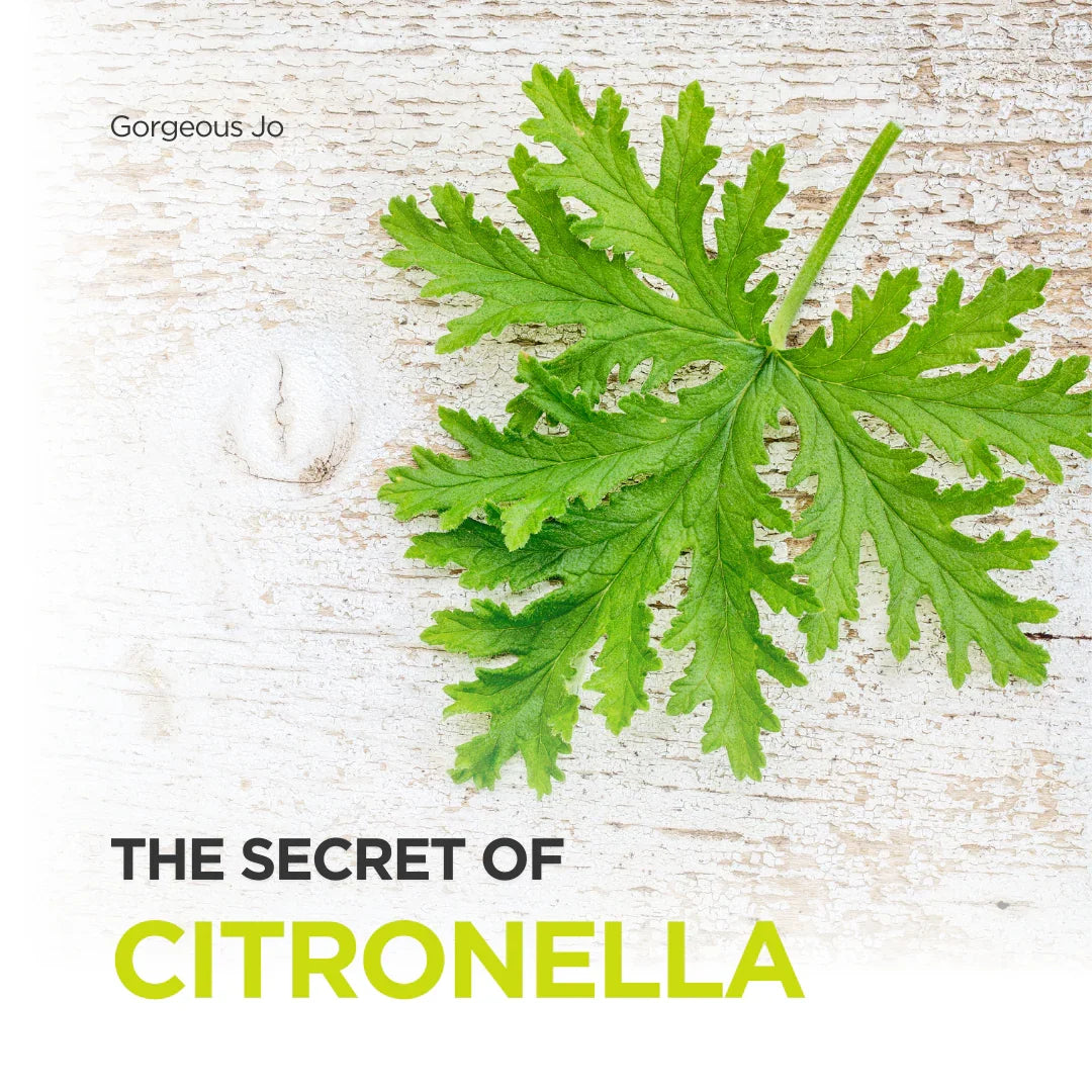 The Secret of Citronella - GJ Group Sdn Bhd